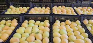 Армянские абрикосы в картонных коробках, экспорт в Польшу из Давташена