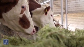 Скотоводы Давташена получат господдержку: кредиты под 0% и до 1000 голов скота