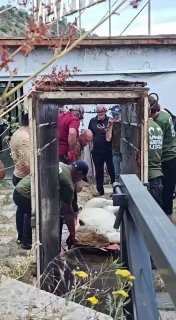 Специалисты перевозят животных из особняка Гагика Царукяна в Ереванский зоопарк