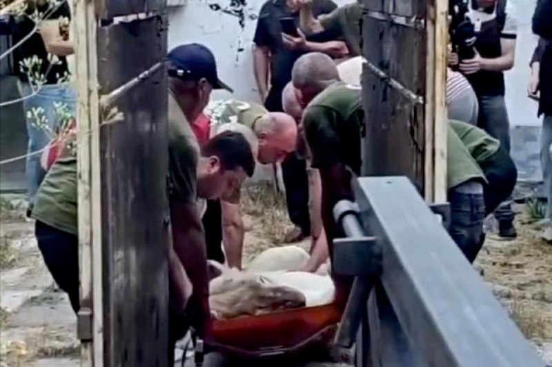 Львица из особняка Гагика Царукяна в Давташене, перевезенная в Ереванский зоопарк